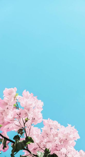 Pastel flores florescendo rosa e céu azul em um jardim de sonho, flo
 - Foto, Imagem