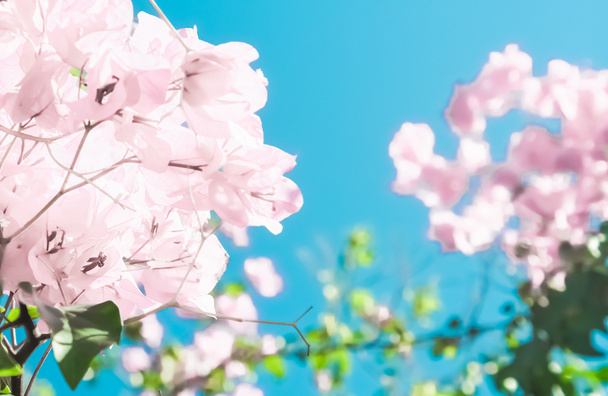 Pastel roze bloeiende bloemen en blauwe hemel in een droomtuin, Flo - Foto, afbeelding