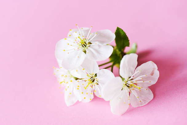 咲く花の近景 - 写真・画像