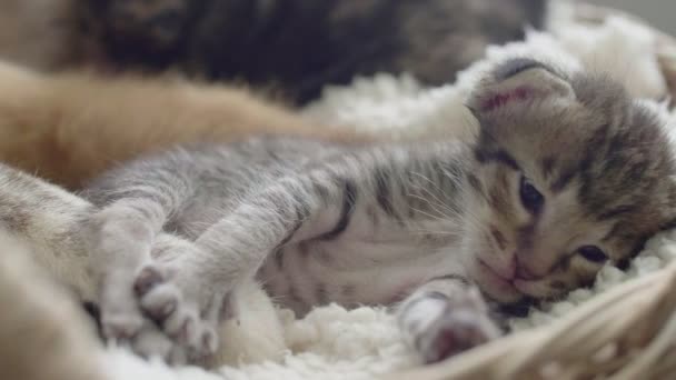 cámara lenta primer plano de precioso recién nacido gatito bostezando, dulce y suave sentimiento
 - Metraje, vídeo