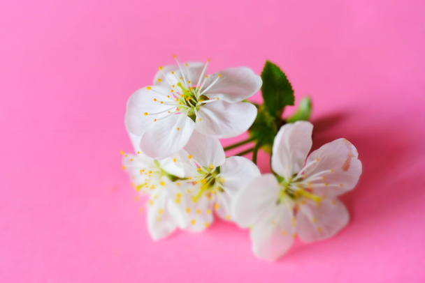 咲く花の近景 - 写真・画像