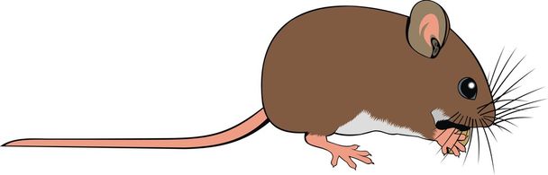 Ratón pequeño
 - Vector, imagen