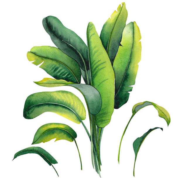 Tropical banana leaves. Watercolor illustration on white background.  - Foto, Imagen