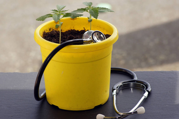 Cannabis-Hanfpflanze in der Medizin, Stethoskop auf neutralem Hintergrund                      - Foto, Bild