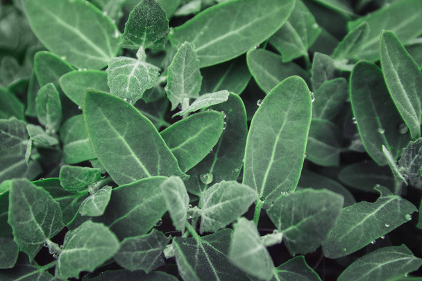 Green leaves, tropical plant growing in wild. Close up. Pattern, texture, background - Foto, Imagem