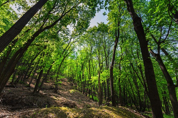 Baharda yeşil orman - Fotoğraf, Görsel