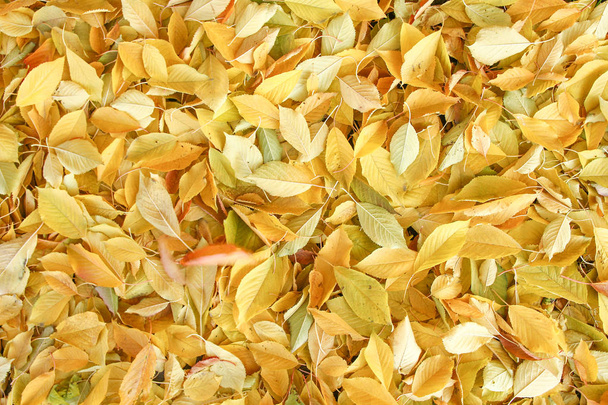 Φόντο ομάδα φθινόπωρο φύλλα πορτοκαλιού. Εξωτερική. - Φωτογραφία, εικόνα