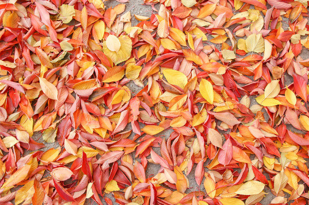 Background group autumn orange leaves. Outdoor. - Φωτογραφία, εικόνα