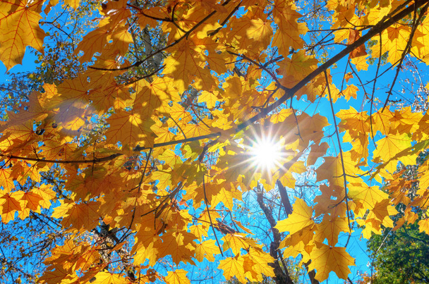 φυσικό φόντο κλαδάκια με κίτρινα φύλλα σφενδάμου και ηλιακού φωτός, φθινόπωρο - Φωτογραφία, εικόνα