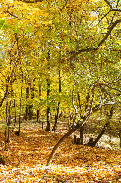 autumn maple forest, yellow leaves - Foto, Imagem