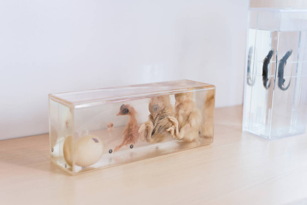 Embalted Chicken embrió. állatok a múzeumban. az emberek előtt mutatják be. Az üvegházi csirke mumifikálódott. - Fotó, kép