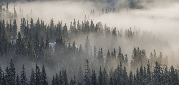 Montañas arboladas envueltas en niebla
 - Foto, imagen