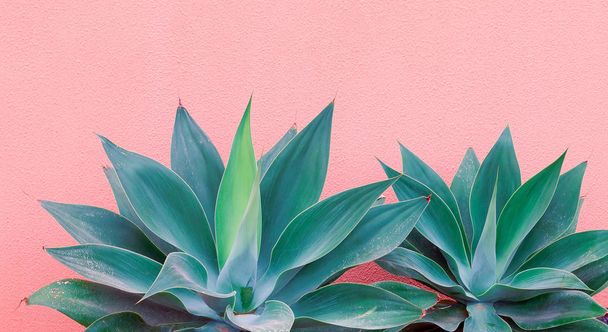 Plants on pink fashion concept. Aloe on pink wall background. Ca - Foto, imagen