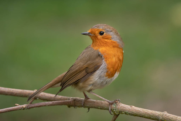 A close portrait of a robin perched on a branch looking behind over its shoulder against a natural green background - Photo, Image