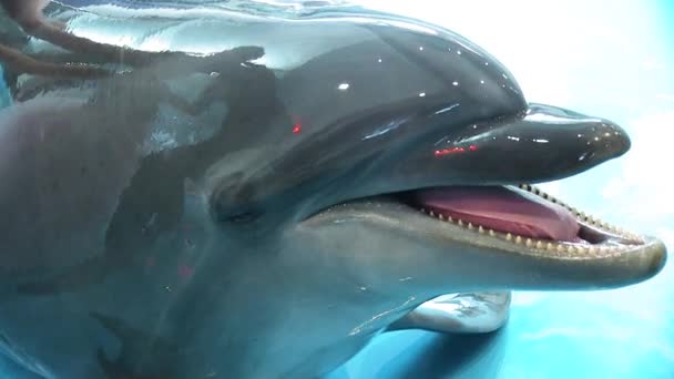 Dolphin Smiles verwelkomt bezoekers kijkt naar de camera - Video
