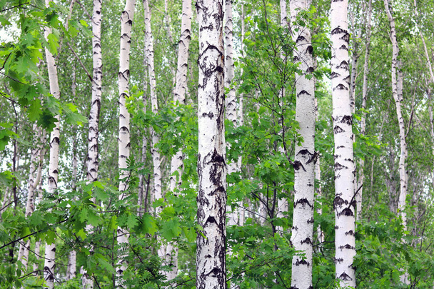 Березы с черно-белой березовой корой в качестве естественного березового фона с березовой текстурой
 - Фото, изображение