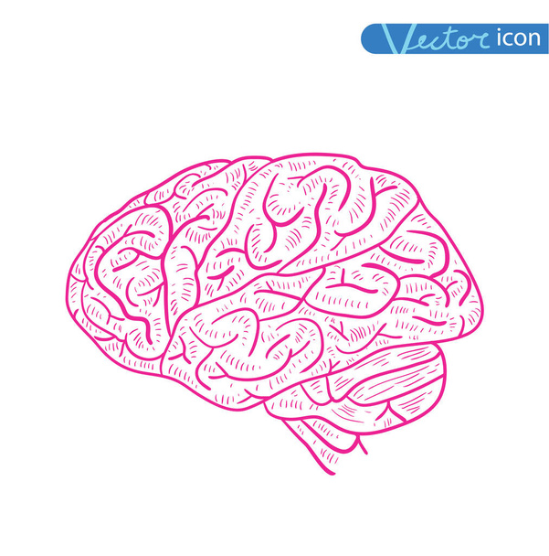 Ikone des menschlichen Gehirns, Vektorillustration. - Vektor, Bild