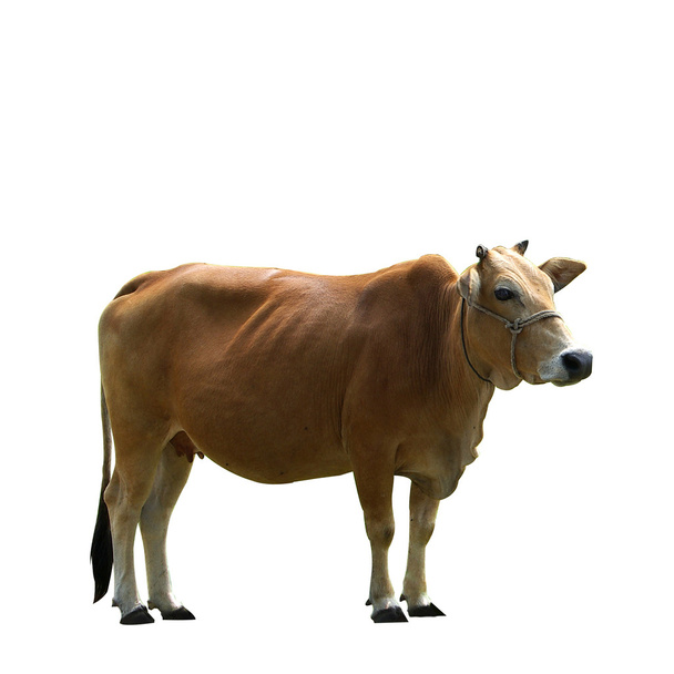 Vaca castanha isolada sobre fundo branco - Foto, Imagem