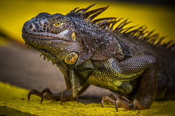 Iguana Close-Up in - Photo, Image