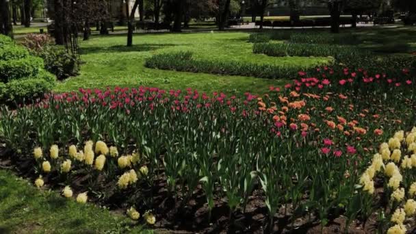 Hermoso parterre con flores en el parque de la ciudad
. - Imágenes, Vídeo