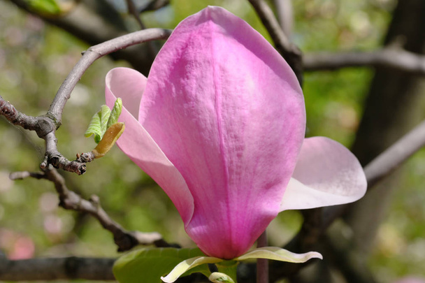 Manolya parlak bir bahar gününde çiçek açar - Fotoğraf, Görsel