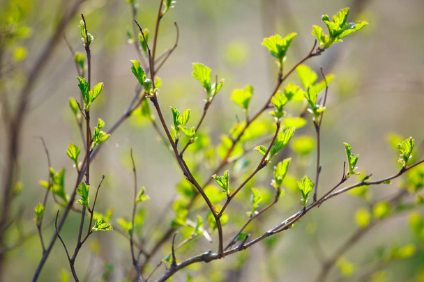 The branches with young leaves in spring - Foto, afbeelding