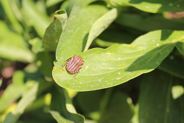 a striped shield bug - Valokuva, kuva