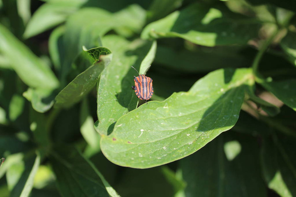 a striped shield bug - Photo, Image