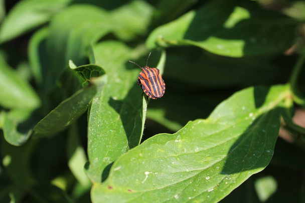 a striped shield bug - Valokuva, kuva