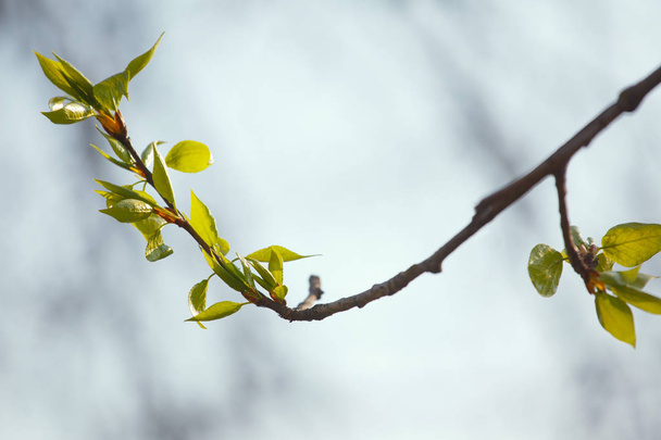The branch with young leaves in spring - Foto, afbeelding