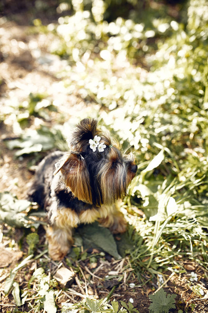 Йоркширский терьер. Маленькая милая собачка на прогулке в парке. Яркий фон с боке
 - Фото, изображение