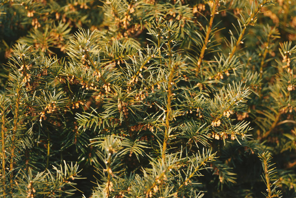 Pine, kerstboom, naald badend in de zon achtergrond. Groene - Foto, afbeelding