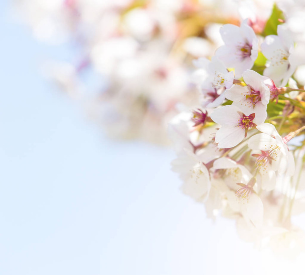 Primavera borde abstracto difuminado fondo arte con sakura rosa o flor de cerezo
. - Foto, Imagen
