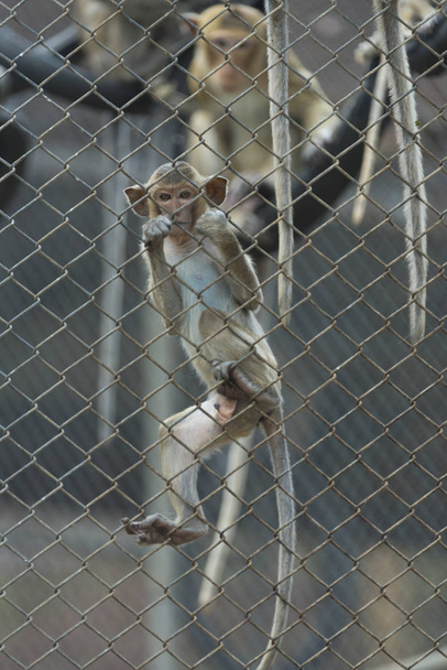 monkey in cage, zoo - Фото, зображення