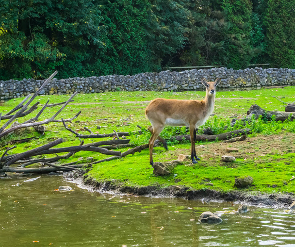 retrato de un ciervo de pantano hembra parado en el lado del agua, especie animal vulnerable de América
 - Foto, imagen