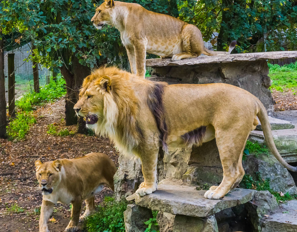 Oroszlán-csoport együtt, férfi és női oroszlánok, trópusi vadmacskák Afrikából, veszélyeztetett állatfajok - Fotó, kép
