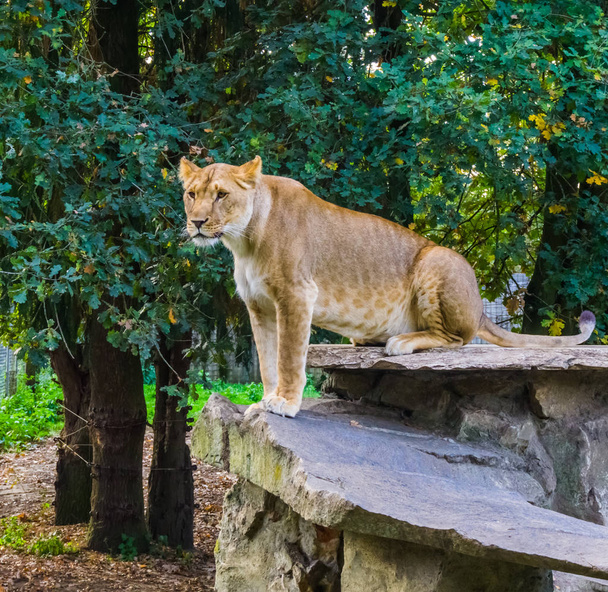 retrato de una leona sentada en una roca, gato salvaje tropical de África, especie animal vulnerable
 - Foto, imagen