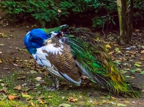 close-up de um pavão iridescente preening suas penas, cor bonita e variação de pigmento, animal de estimação popular na avicultura
 - Foto, Imagem