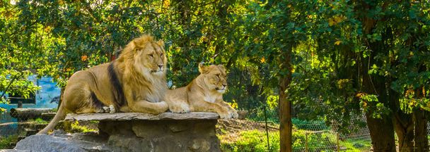 oroszlán pár, a férfi és női oroszlán szóló, valamint egy szikla, Vad macskák Afrikából, veszélyeztetett állatok Specie - Fotó, kép