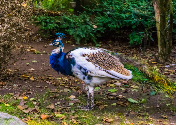 Iriserende Peacock in de kleuren wit, blauw, bruin en groen, kleur en pigment mutaties, populaire siervogel in aviculture - Foto, afbeelding