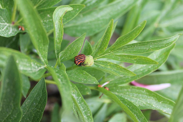 csíkos pajzs bug a kertben - Fotó, kép