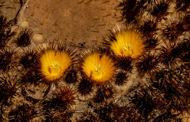 Cerca de un cactus con flores
 - Foto, Imagen