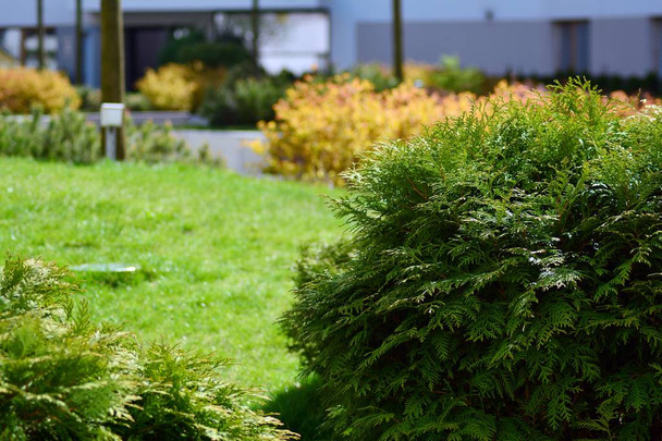 Arbusti ornamentali e piante vicino a una casa di città residenziale
 - Foto, immagini