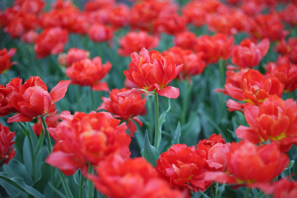 field of red tulips close up. spring. summer. nature - Valokuva, kuva