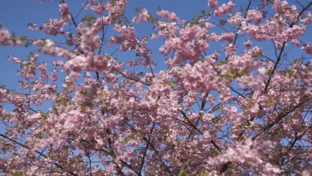 Mooie Sakura Cherry Blossom tree in de ochtend in Europa Riga Victory Park-roze en tedere pastel kleuren van bloemen en bloemblaadjes - Video