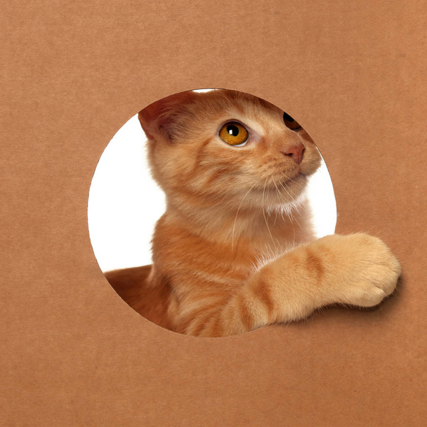 Lindo gatito naranja tabby jugando en una caja de cartón
 - Foto, imagen