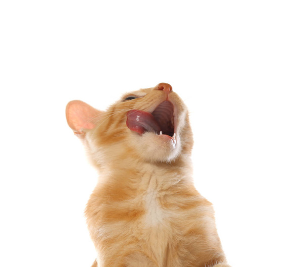 Lindo gatito naranja tabby, aislado sobre fondo blanco
 - Foto, imagen