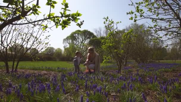 Young mother playing and talking with a baby boy son on a muscari field in Spring - Sunny day - Grape hyacinth - Riga, Latvia - Footage, Video