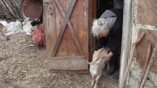 Een zeer oude vrouw met grijs haar speelt met een kleine geit op de drempel van de schuur. Leven onder de armoedegrens. Het concept van eenzaamheid van oude mannen in het dorp. - Video