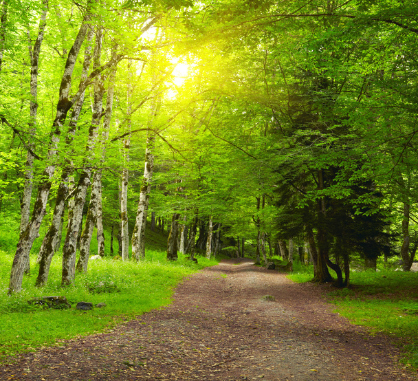 Forêt verte
 - Photo, image
